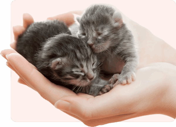 6889eff4a45ba About Us Hero Pic 600x4331 1