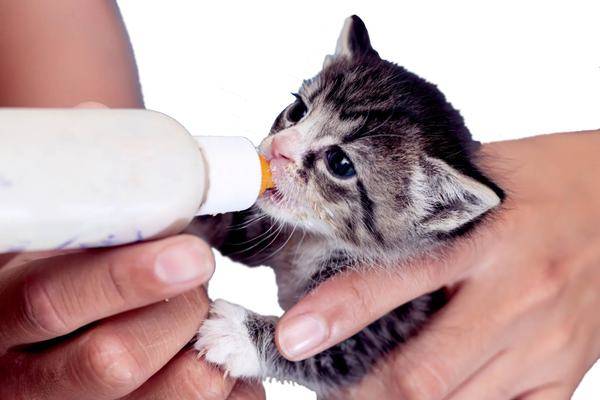 Mews & More 12 Bottle Baby 1